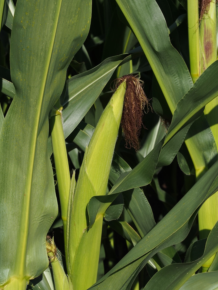 Cultivation cornfield corn leaves