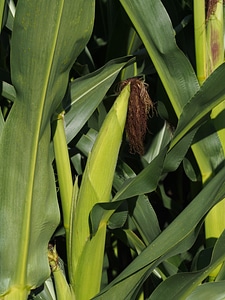 Cultivation cornfield corn leaves photo