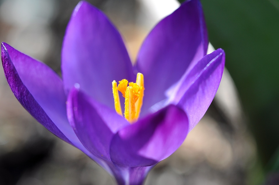 Bloom plant spring flower