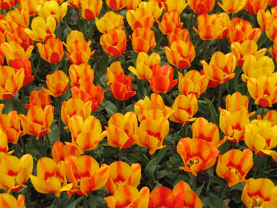 Colors flowers spring