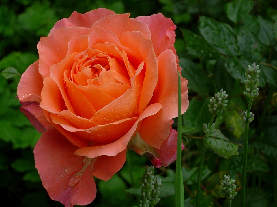 Rose bloom plant garden rose
