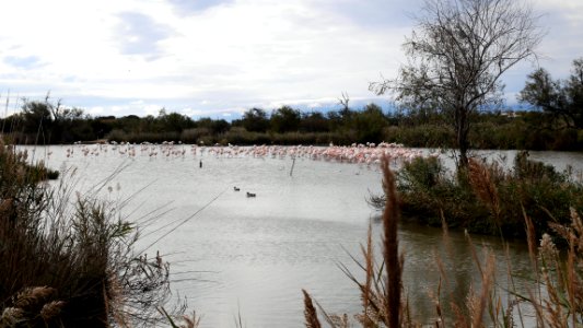 Parc Ornithologique du Pont De Gau