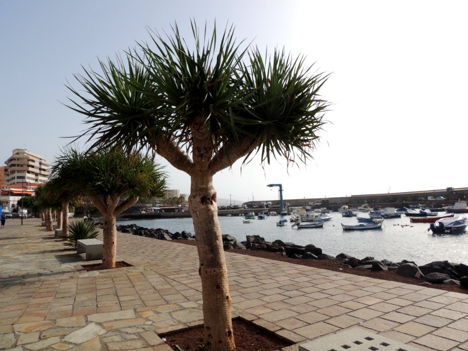 Dracaena draco (L.) L. Asparagaceae.