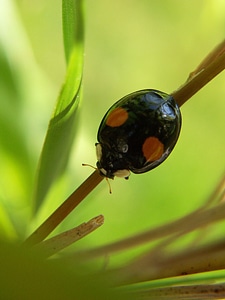 Nature black beetle grass photo