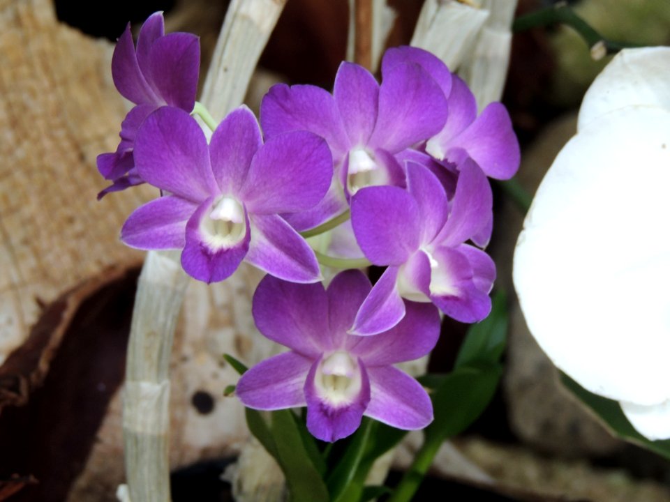 Cymbidium sp. Orchidaceae.