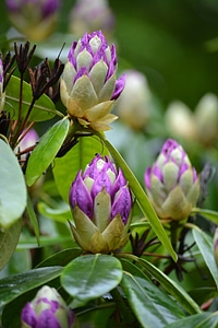 Purple flowering shrub rhododendron