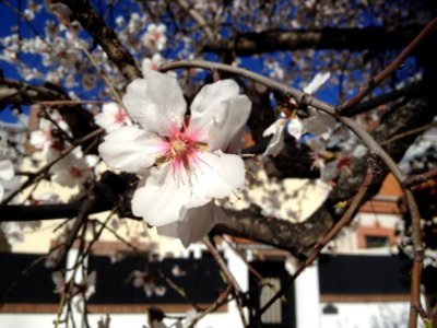Prunus dulcis, almendro.