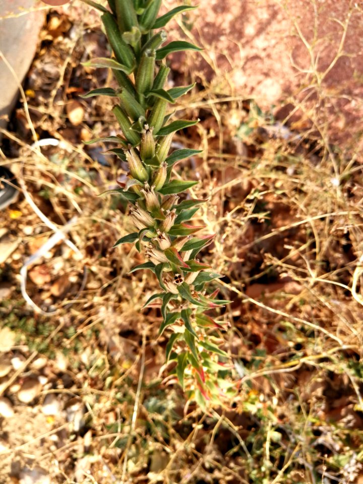 Oenothera biennis L. Onagraceae. "Enotera; errarnoa; evening primrose; hierba del asno; hierba del vino; onagra". Oenothera se pronuncia Enotera o Enótera.