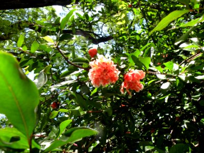 Punica granatum L. Lythraceae. "Granada".
