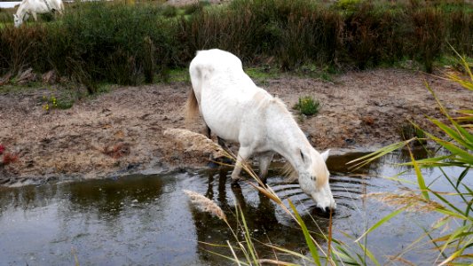 Parc Ornithologique du Pont De Gau
