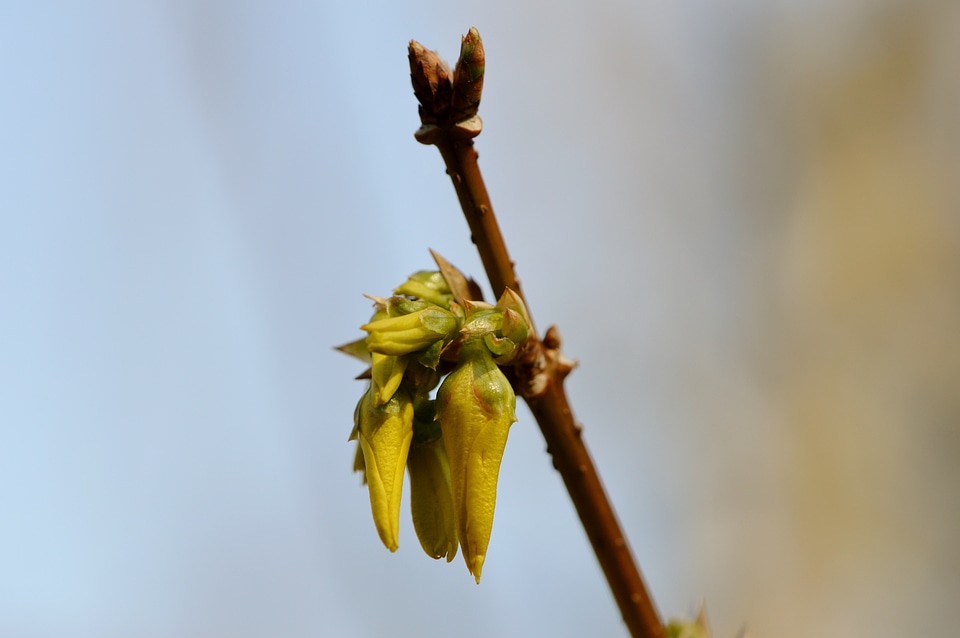 Nature plant close up