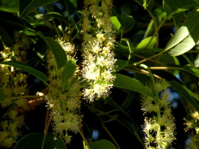 Phytolacca dioica L. Phytolaccaceae. "Ombú".