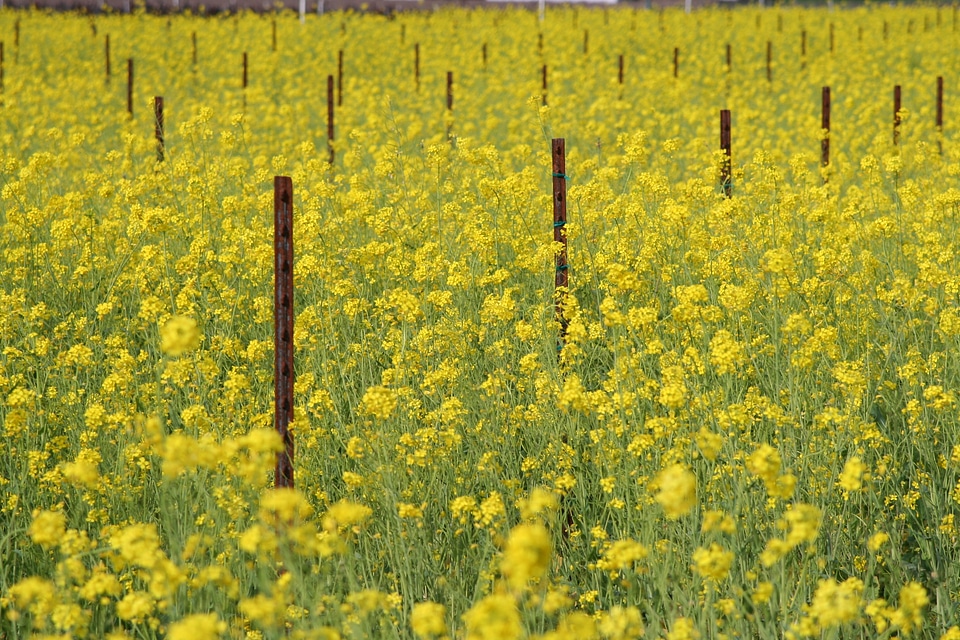Blooming plant spring