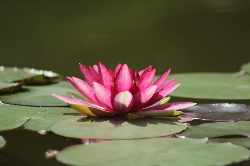 Water lilies pond zen
