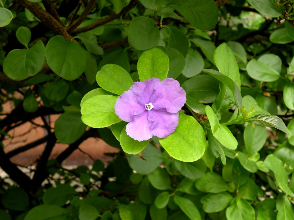 Brunfelsia uniflora (Pohl) D. Don. Solanaceae. "Manaca o manacá", "Brazil rain tree," "kiss me quick," "morning-noon-and-night," "yesterday-today-and-tomorrow."