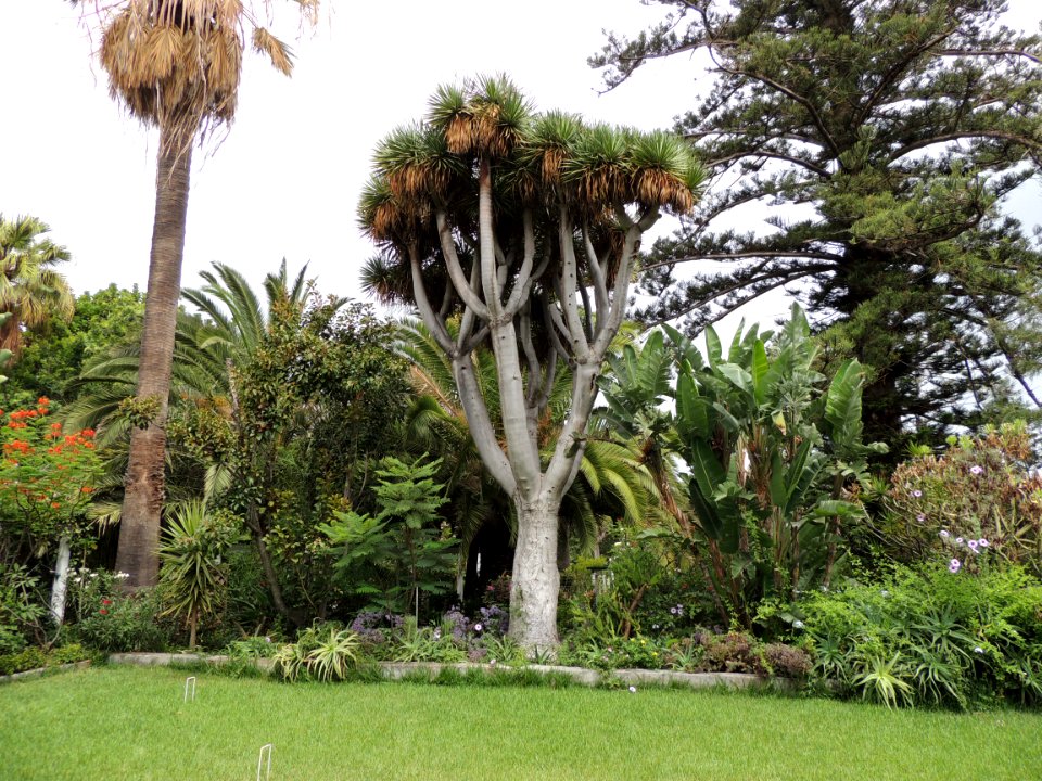 Dracaena draco (L.) L. Asparagaceae. (Al centro).