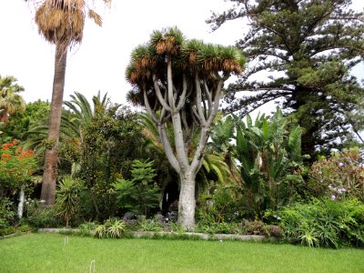 Dracaena draco (L.) L. Asparagaceae. (Al centro).