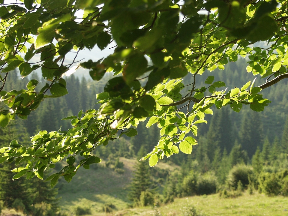 Banches green pasture