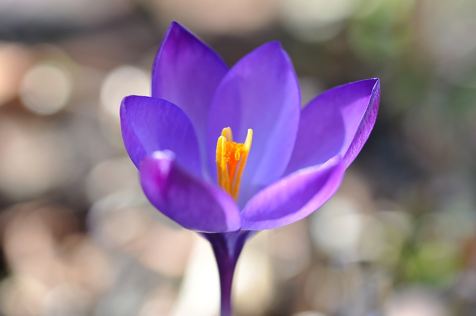 Bloom plant spring flower