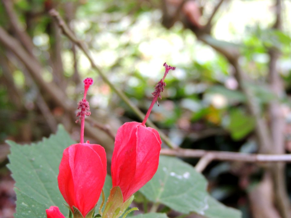 Malvaviscus arboreus Cav. Malvaceae. "Arito, mapola".