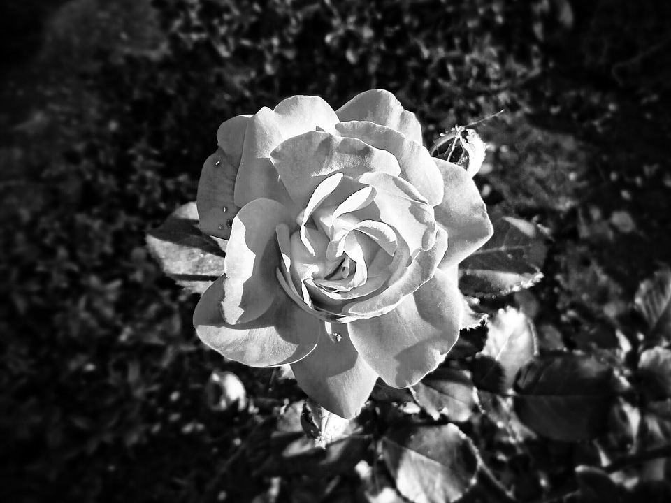 Flower light flowers