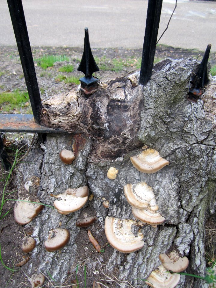 stump wrapped around wrought iron
