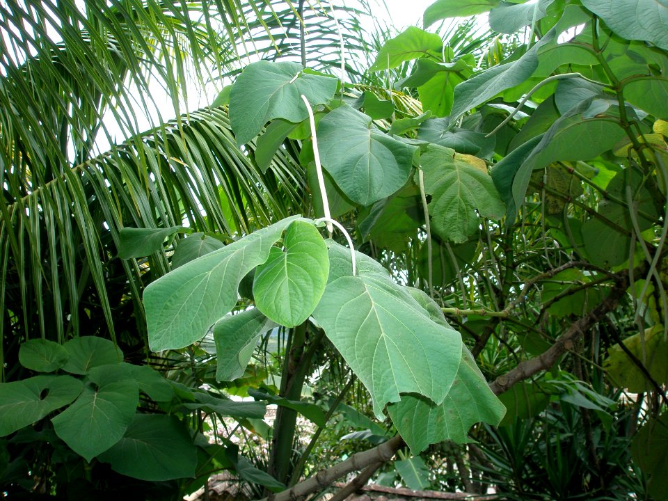 Piper auritum Kunth. Piperaceae. "Cordoncillo, juniapa, juniapa de suampo, káuput (en misquito), matarro".