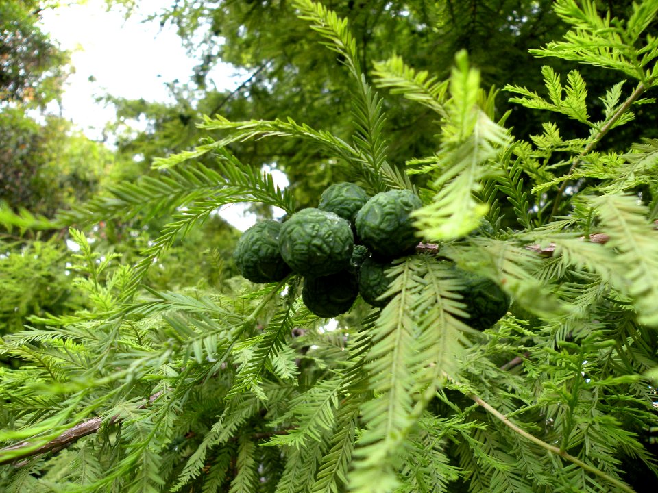 Taxodium mucronatum Ten. Cupressaceae. "Ahuehuete, árbol de la noche triste".