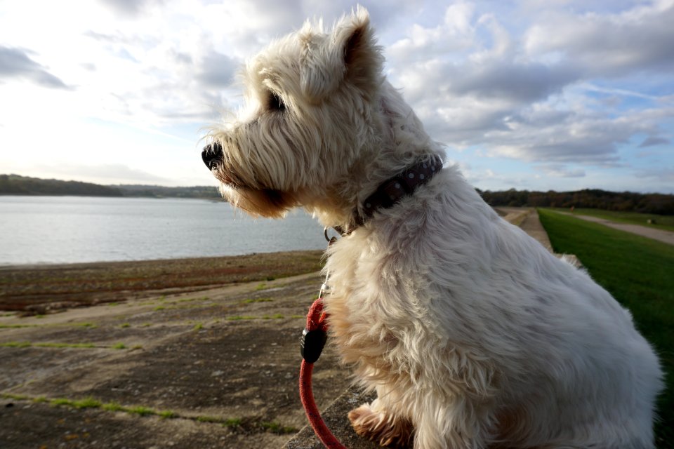 The Dog at Bewl Water looking for ducks