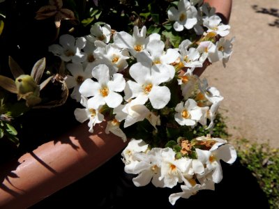 Sutera cordata Kuntze. Scrophulariaceae. "Bacopa" (no confundir con el género Bacopa), "bacopa ornamental", "bramia", "copo de nieve gigante", "ildefonsia", "sútera o sutera", "tormenta de nieve".