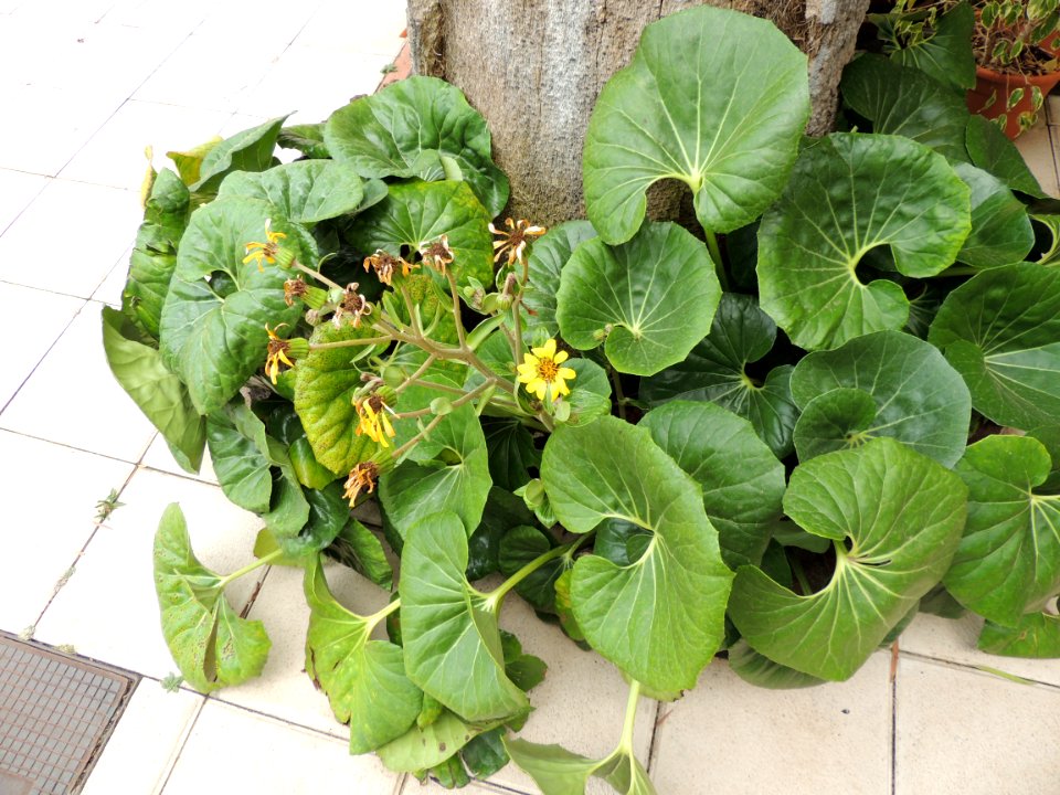 Ligularia tussilaginea (Burm. f.) Makino. Asteraceae o Compositae. "Capa de la reina".
