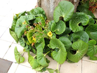 Ligularia tussilaginea (Burm. f.) Makino. Asteraceae o Compositae. "Capa de la reina".