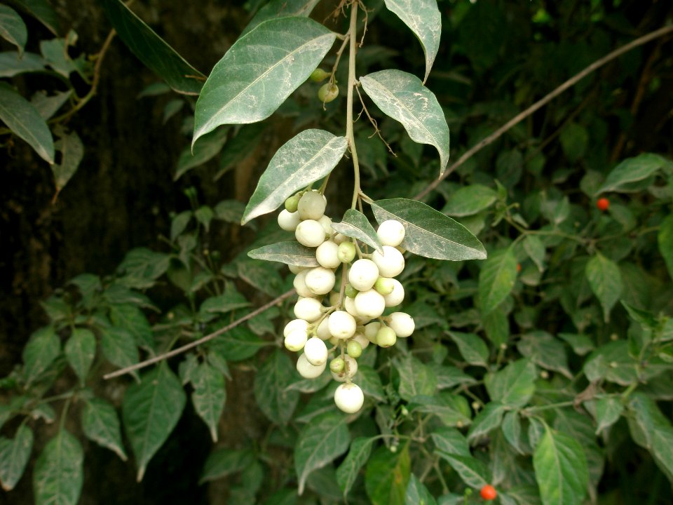 Cestrum aurantiacum Lindl. Solanaceae. "Flor de muerto, frijolillo, hediondo, hoja de muerto, huele de noche, palo de muerto, palo de zorrillo".