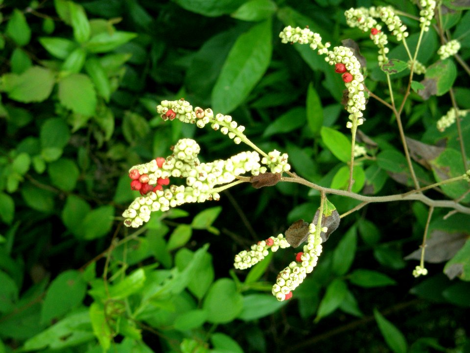Varronia curassavica Jacq. Boraginaceae. "Carne asada, chilango, santo domingo, tucunán, varilla negra, white cedar".
