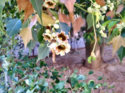 Brachychiton populneus (Schott & Endl.) R. Br. (Malvaceae). "Árbol botella, braquiquito blanco, esterculia, kurrajong, picapica".