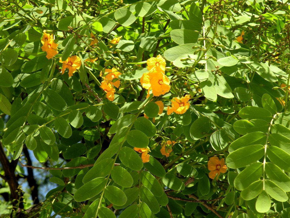 Tipuana tipu (Benth.) Kuntze. Fabaceae o Leguminosae. "Tipa".