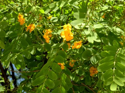 Tipuana tipu (Benth.) Kuntze. Fabaceae o Leguminosae. "Tipa".