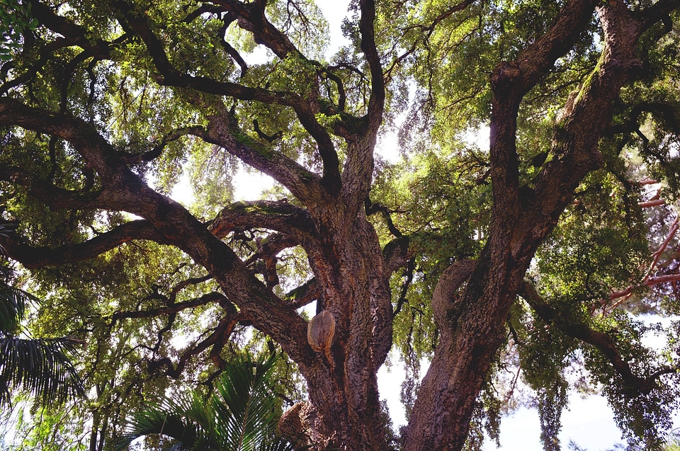 Tree botanical garden florence
