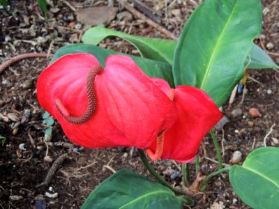 Anthurium andraeanum Linden. Araceae.