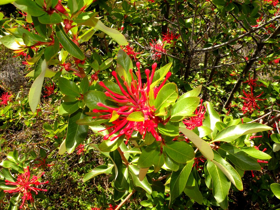 Embothrium coccineum J. R. Forst. & G. Forst. Proteaceae. "Notro".