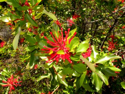 Embothrium coccineum J. R. Forst. & G. Forst. Proteaceae. "Notro".