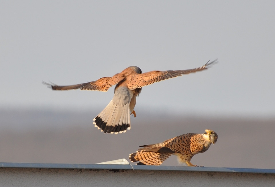 Predators young nature