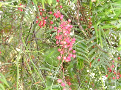 Schinus molle L. Anacardiaceae.