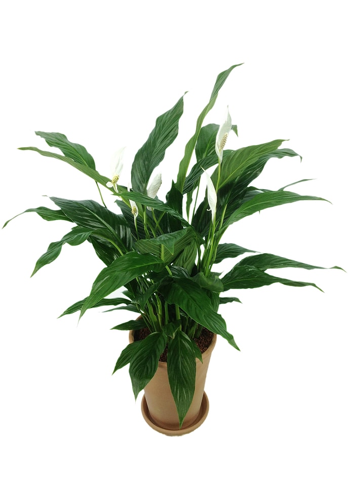 Plant air purifies