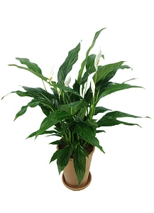 Plant air purifies