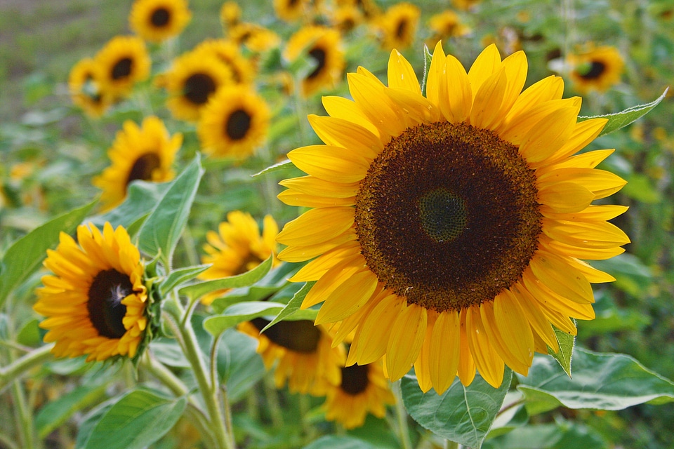 Yellow nature field
