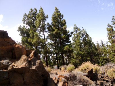 Pinus canariensis C. Sm. Pinaceae. "Pino de Canarias".