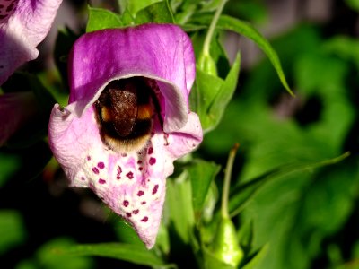 Bumblebee busy at work! Foxgloves