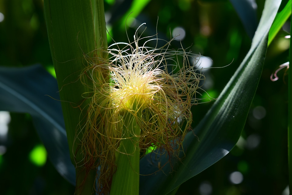 Plant fodder maize corn plant