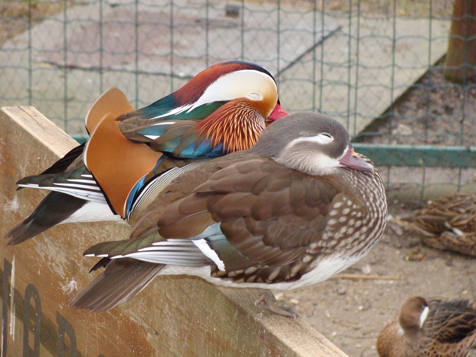 Water bird animal bird